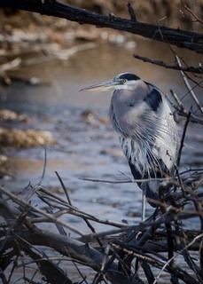 great blue heron