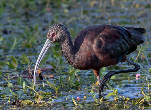 white-faced ibis