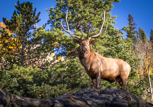 Bull Elk