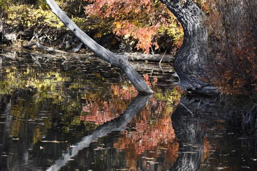 Trees, Foliage and Reflections