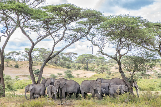Herd of Elephants