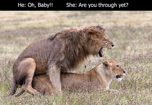 Mating Lions