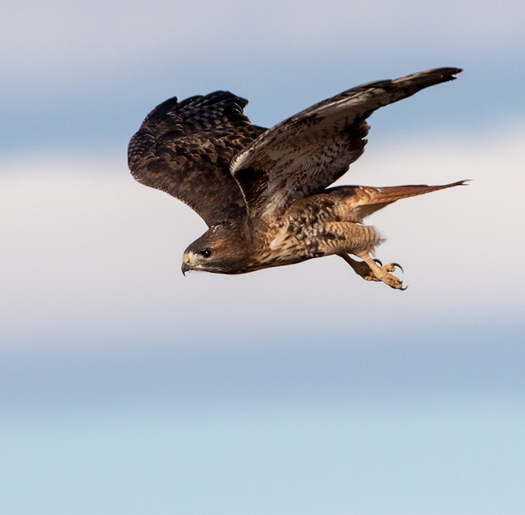Red-tailed Hawk