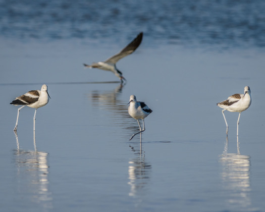 Avocets
