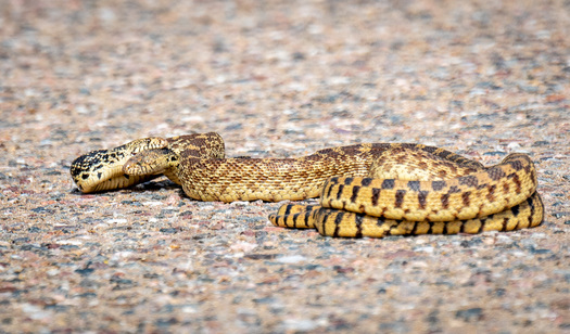 Mating Snakes