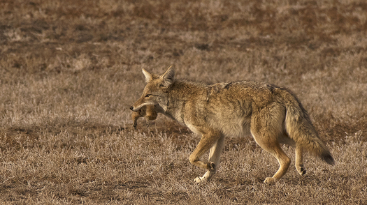 Coyote with Prey