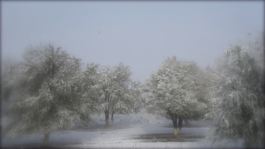 Winter Scene