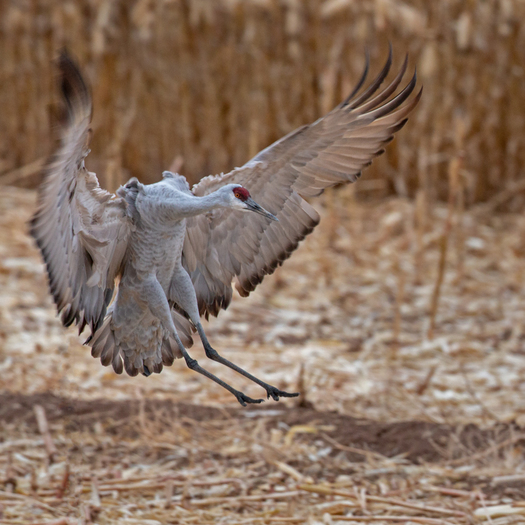 Landing Sandhill Crane