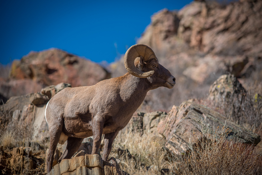 Bighorn Ram