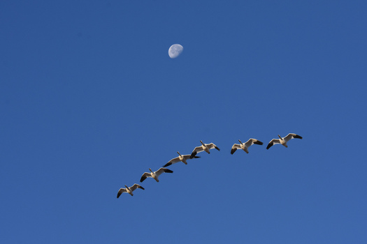 Snow Geese and Moon