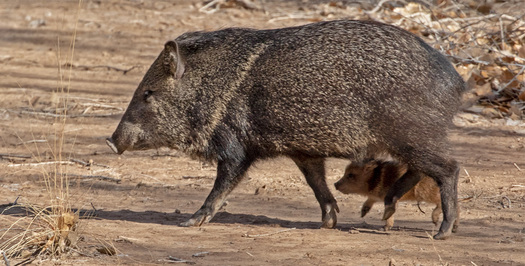 Javelina and Young