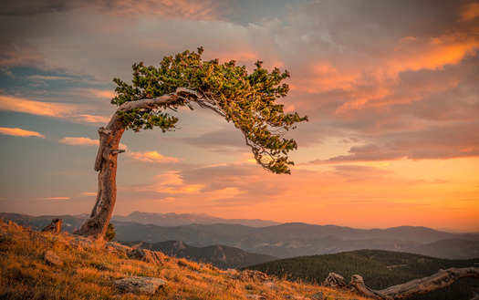 Bristlecone Pine