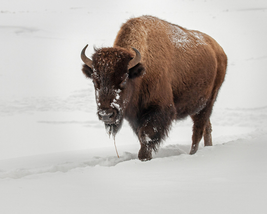 American Bison