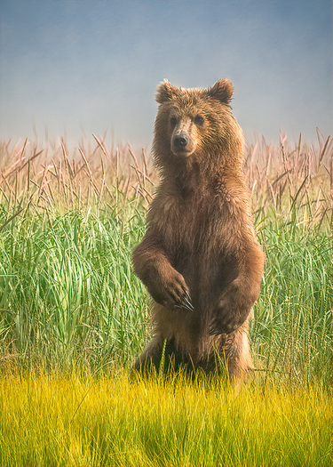 Alaska Brown Bear