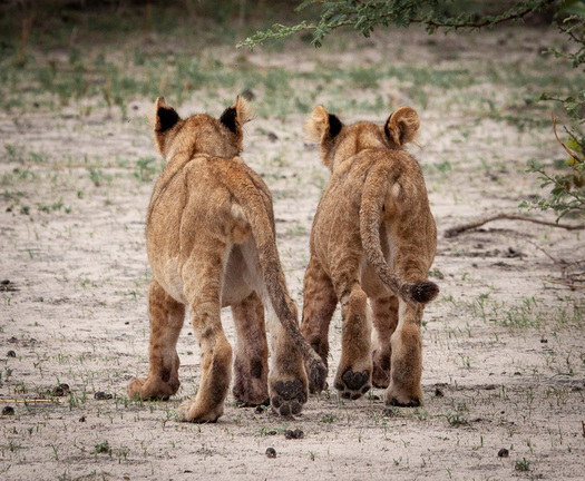 Two Lion Cubs