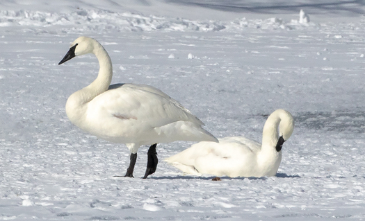 Two Trumpeter Swans