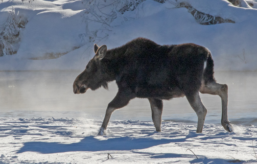 Moose