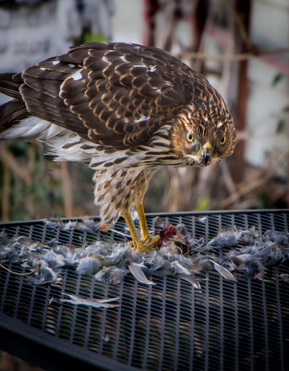 Cooper's Hawk
