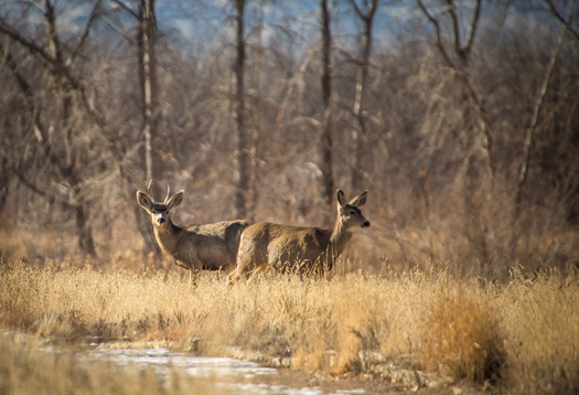 Two Deer