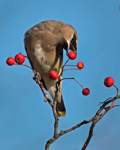 Cedar Waxwing