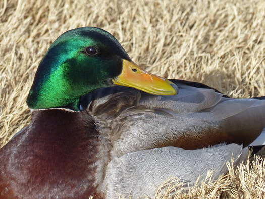 Mallard