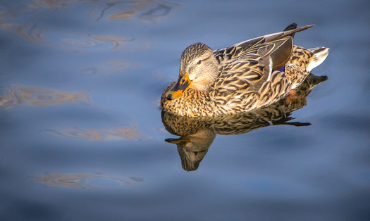 Mallard