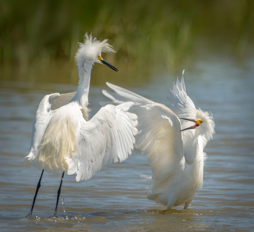 Snowy Egrets