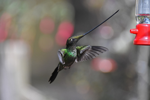 Hummingbird