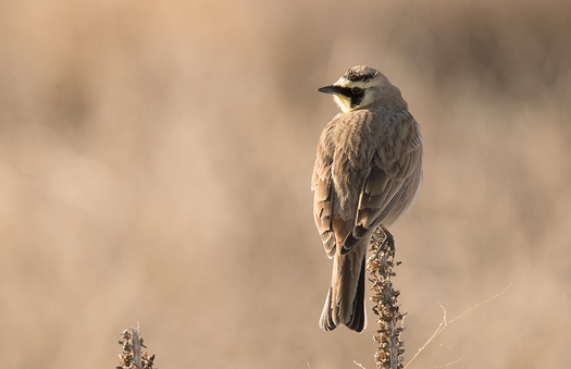 Horened Lark