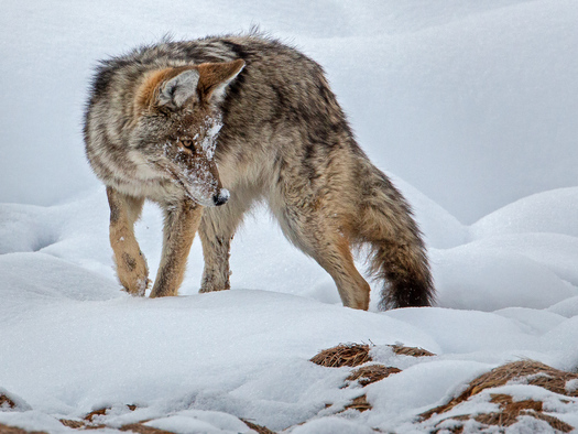Coyote