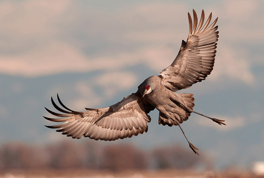 Sandhill Crane