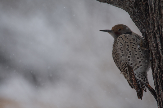 Northern Flicker