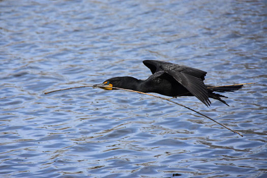 Double-crested Cormorant