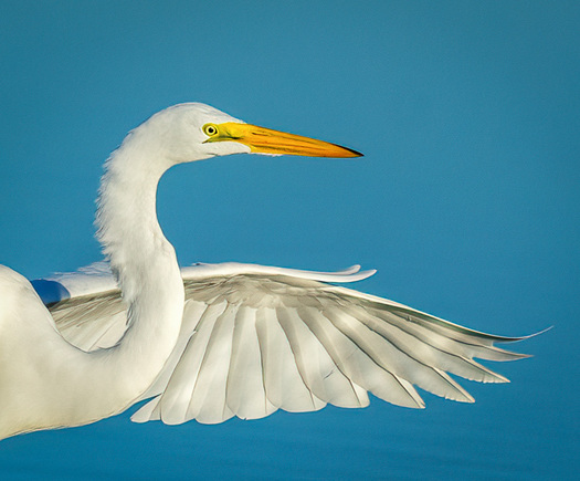 Great Egret
