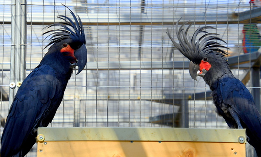Exotic Birds