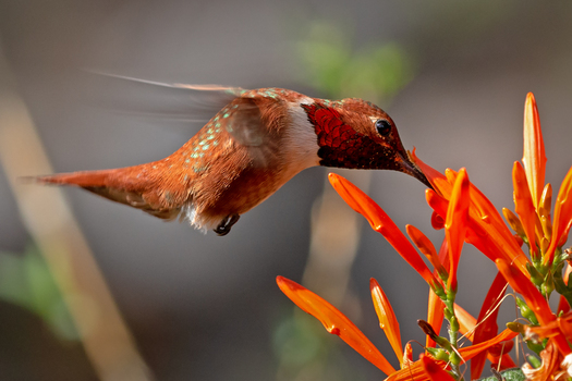 Captive Rufous Humming Bord 