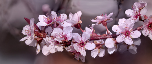 Sand Cherry Blossoms