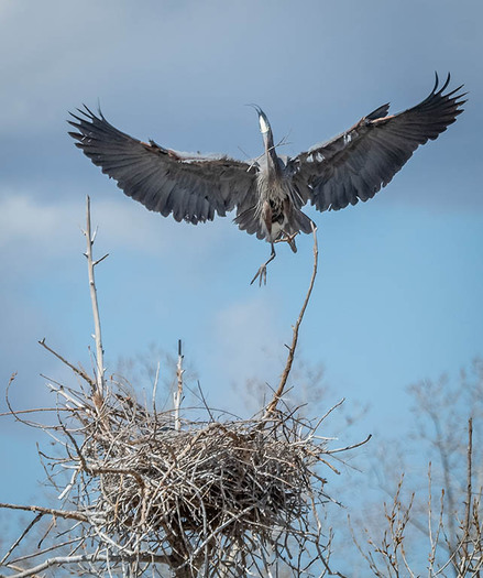 Airborne Great Blue Heron