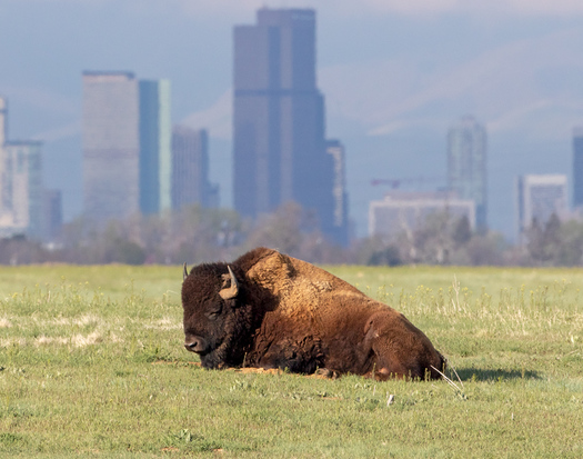 Bison