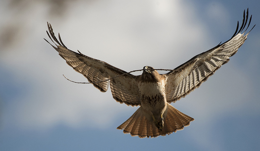 Red-tailed Hawk with a Stick