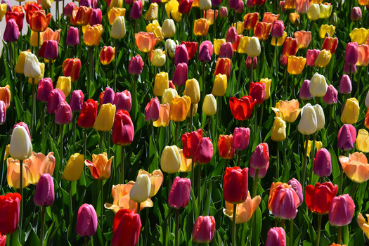 Tulips