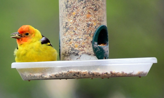 Western Tanager