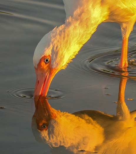 Ibis