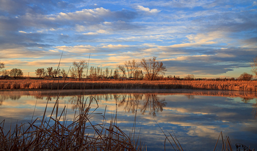 Bulrush Rewflections