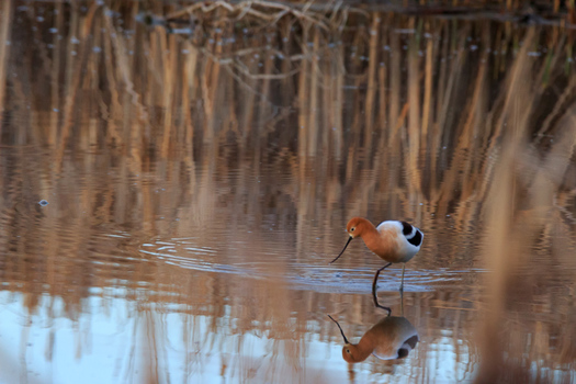 American Avocet