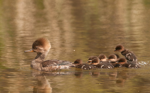 Merganser Family