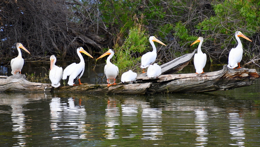 White Pelicans
