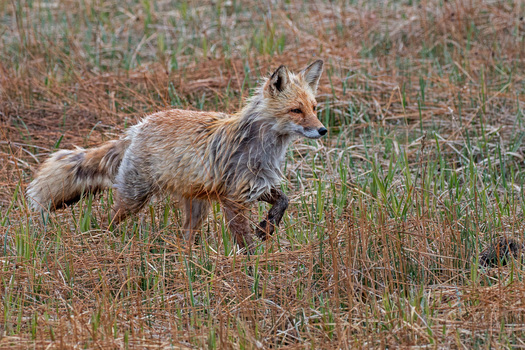 Red Fox
