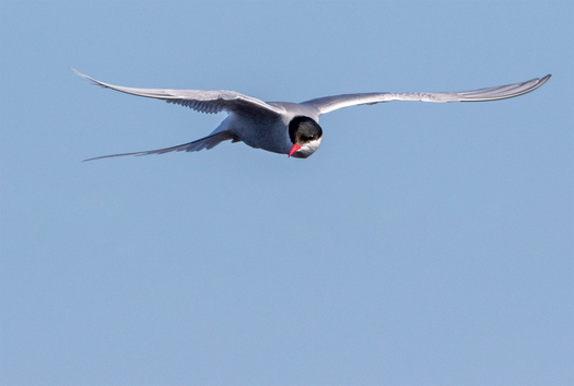 Arctic Tern