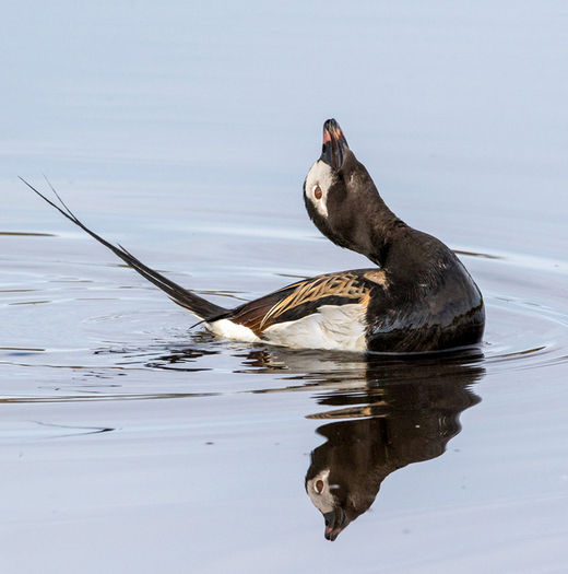 Long-tailed duck